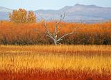 Bosque del Apache_73017